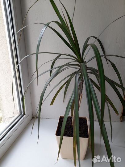 Пальма драцена