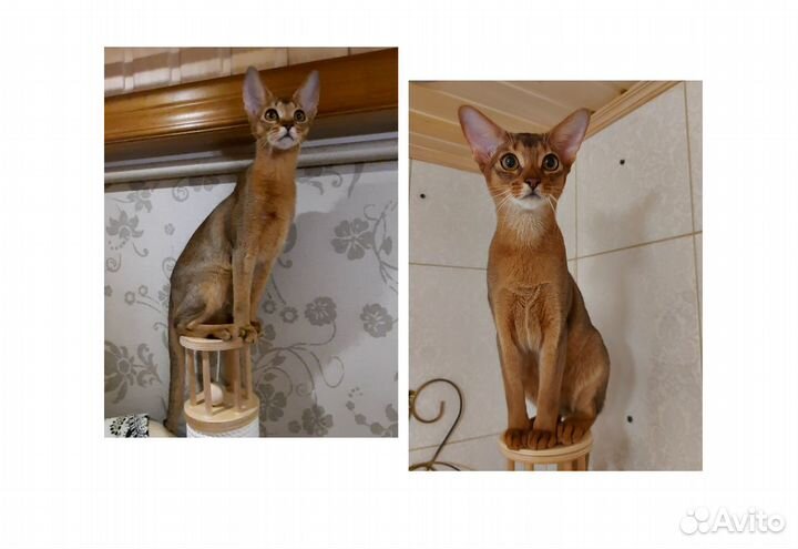 Абиссинские котята от породистых и изящных кошек
