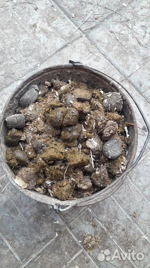 Навоз конский отборный, щепа