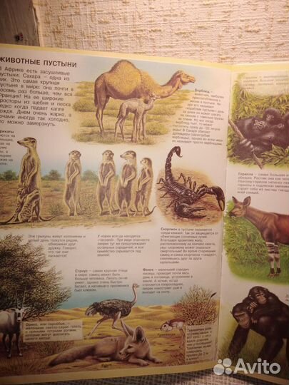 Книга Атлас животных