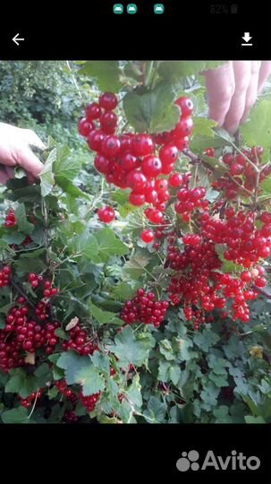 Смородина красная