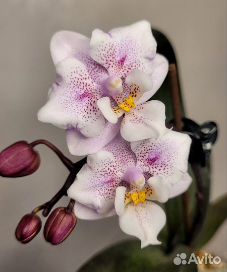 Орхидея фаленопсис бабочка