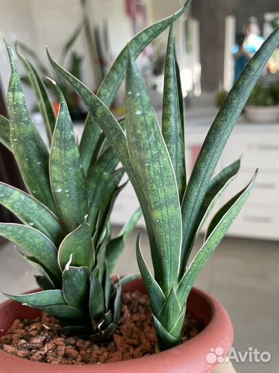 Сансевиерия сортовая