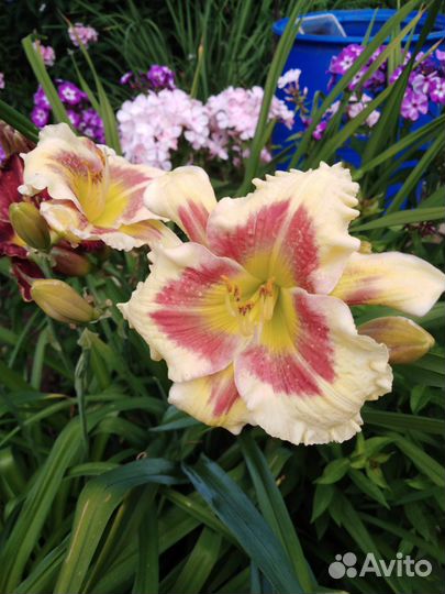 Цветы лилейники