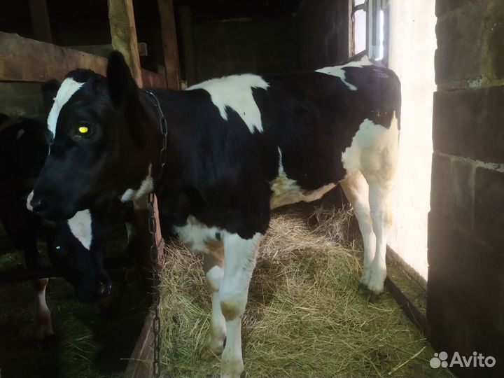 Телёнок тёлка