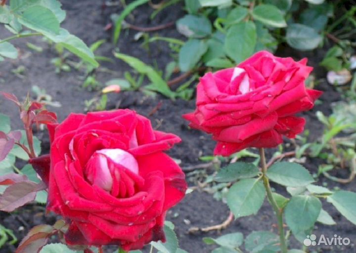 Саженцы роз Николь