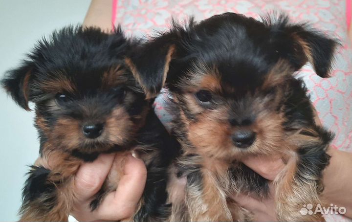 Щенки мини Йоркширский терьер