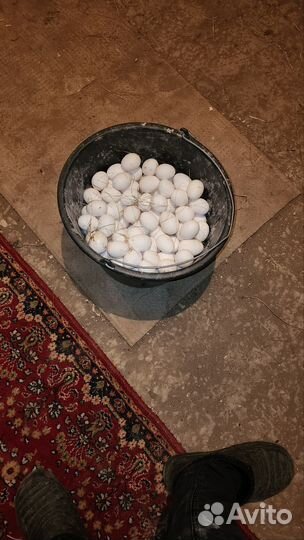 Яйцо домашнее