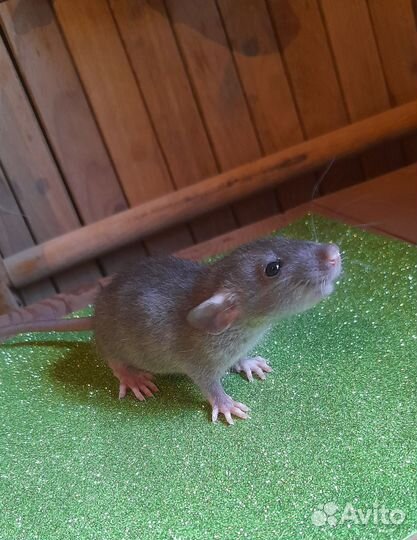 Крыса дамбо