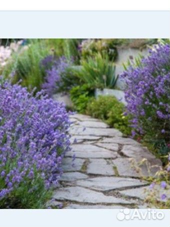 Лаванда узколистная