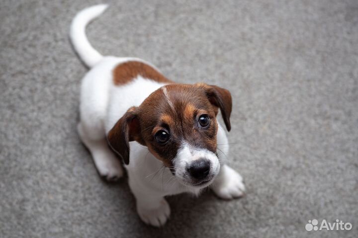 Фотограф - анималист