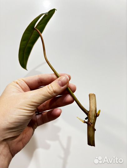 Филодендрон Биллитау (Philodendron Billietiae)