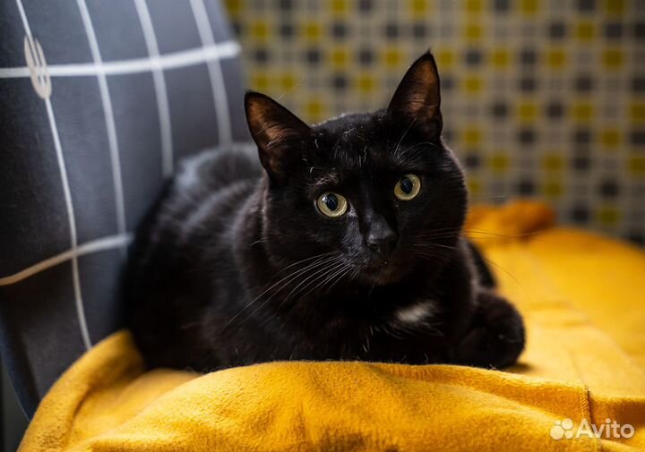 Черный бархатный кот Мехрабун