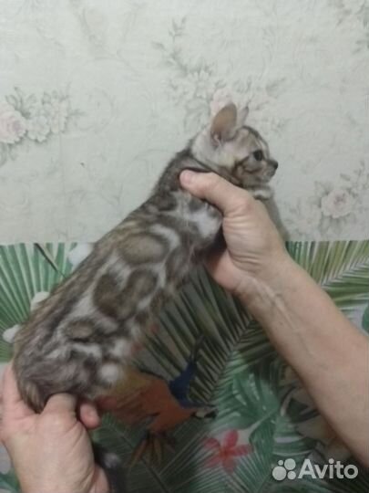 Бенгальские котята