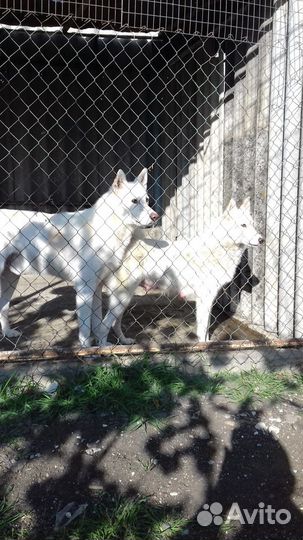 Вязка белая лайка