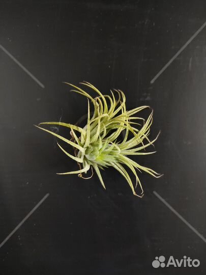 Тилландсии атмосферные