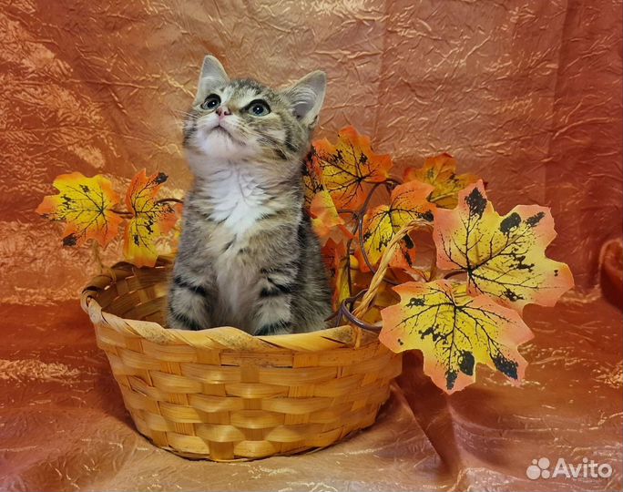 Нежный котёнок с ладошку