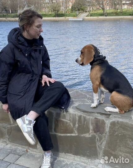 Услуги кинолога