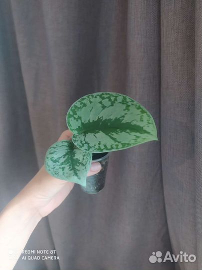 Сциндапсус Треби