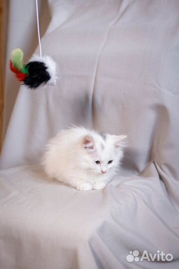 Котенок в дар, девочка 2 месяца