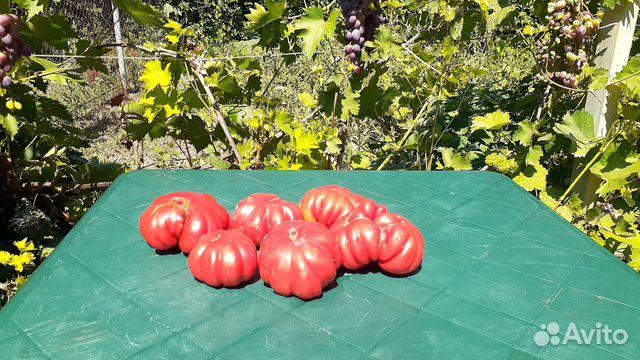 Семена Томата и Огурца Старинных сортов