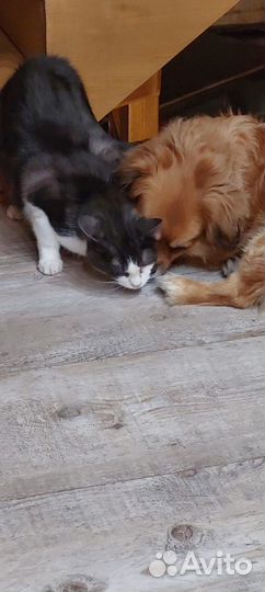 Кошка сама по себе