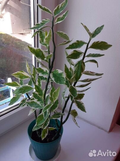 Комнатные растения