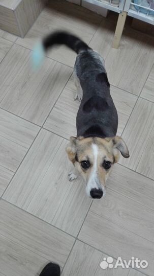 Стрижка животных