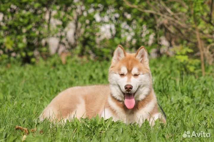 Щенки Хаски