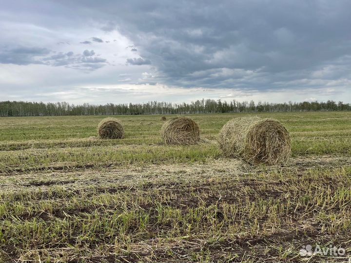 Сено в рулонах