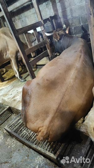 Корова на мясо