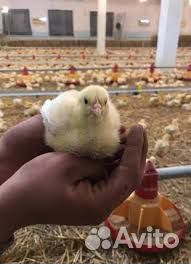 Цыплята бройлеры кобб 500