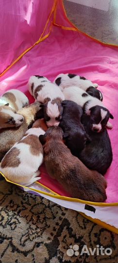 Щенки в дар