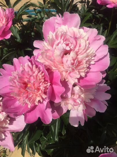 Пион, лилии