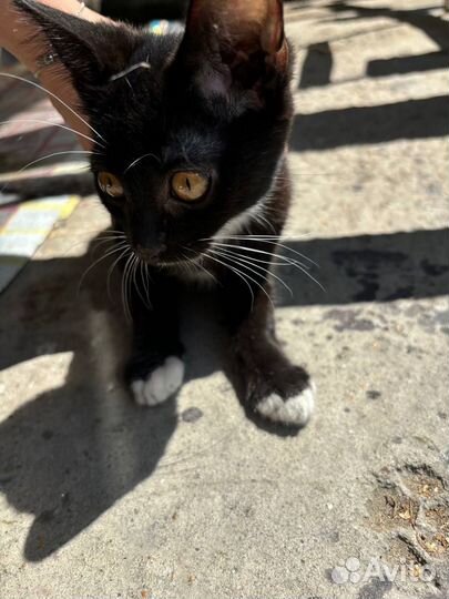 Два кота подкинули, отдам в добрые руки