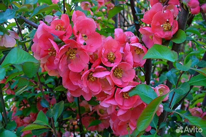 Плодовые деревья и кустарники, многолетние цветы