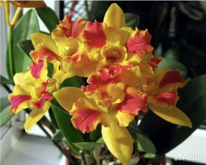 Катлея Rhyncattleanthe Burana Beauty