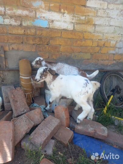 Козлята козы