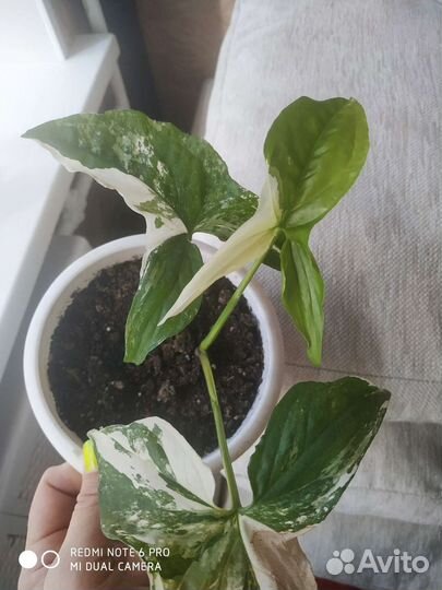 Сингониум imperial вайт