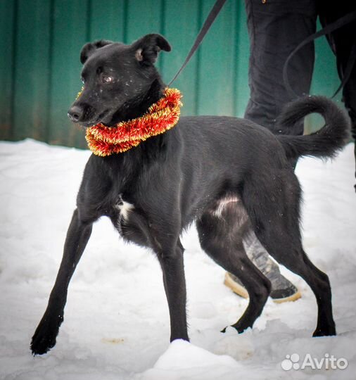 Сириус (собака в дар)