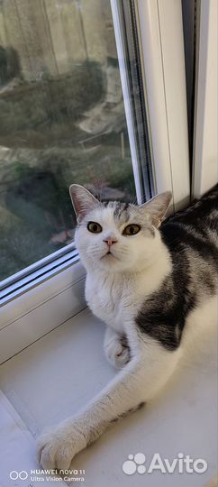Кошка в дар