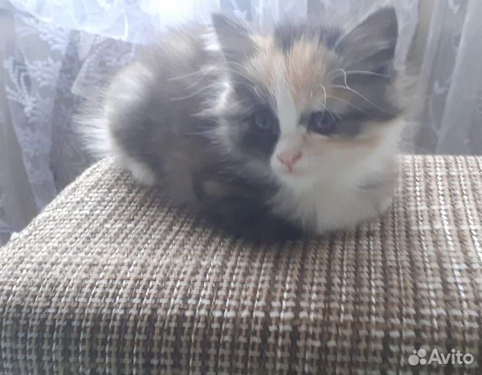Котята