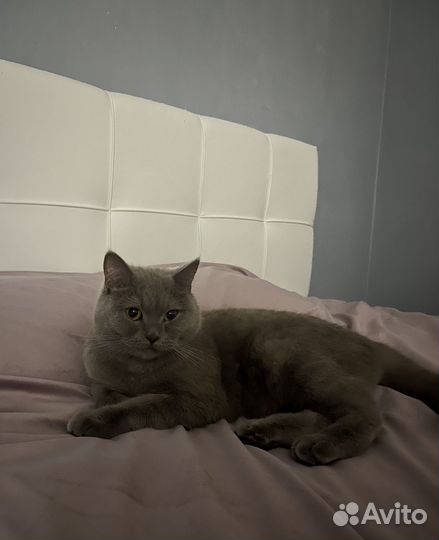 Британские котята