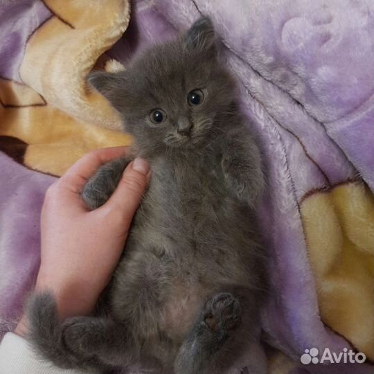 Отдам котят