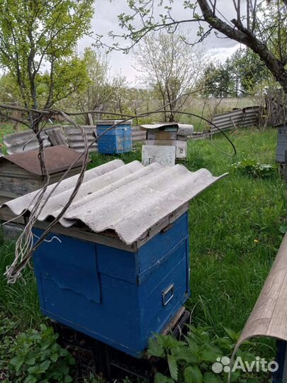 Продам пчел