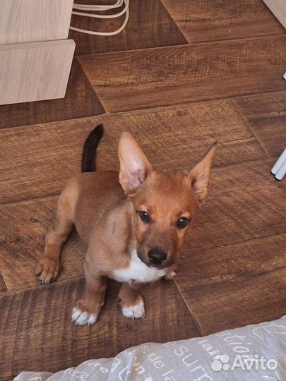 Отдам собаку в добрые руки