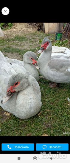 Семья индоуток лаванда