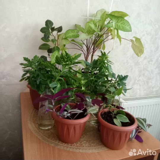 Комнатные цветы