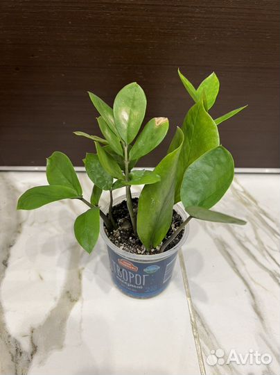 Замиокулькас