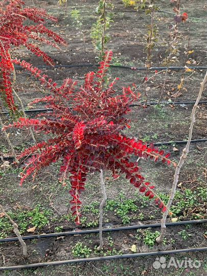 Кизильник на штамбе